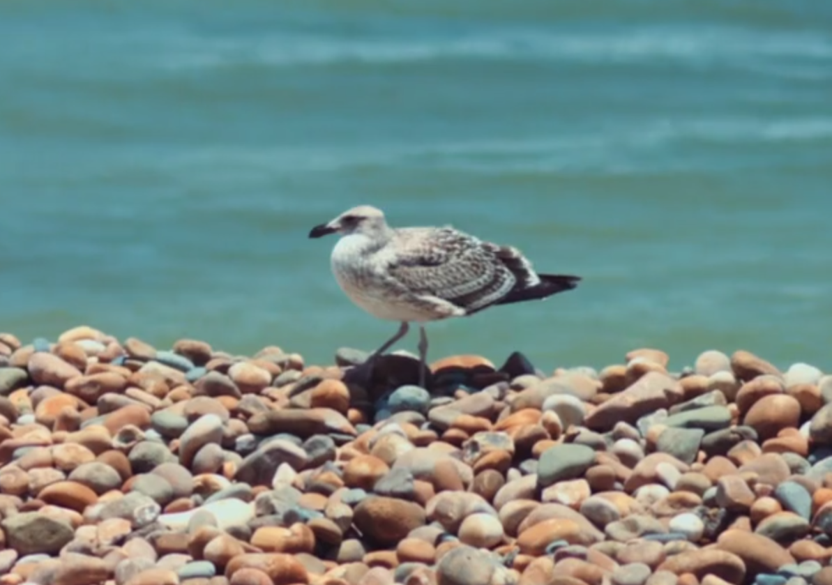 Pacasmayo – por Diego Alvarez Maza