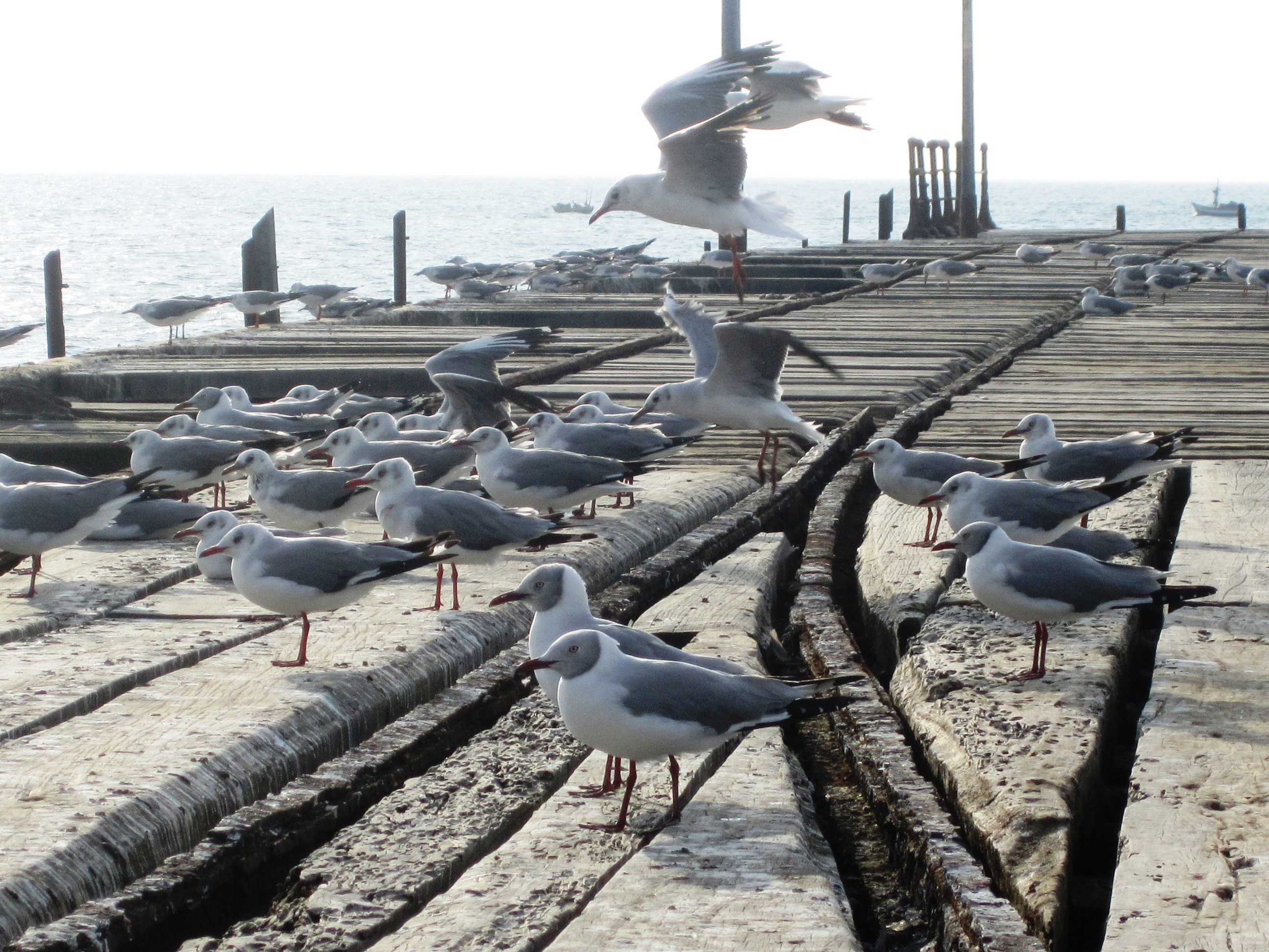 Colectivos piden construcción de puerto en Pacasmayo