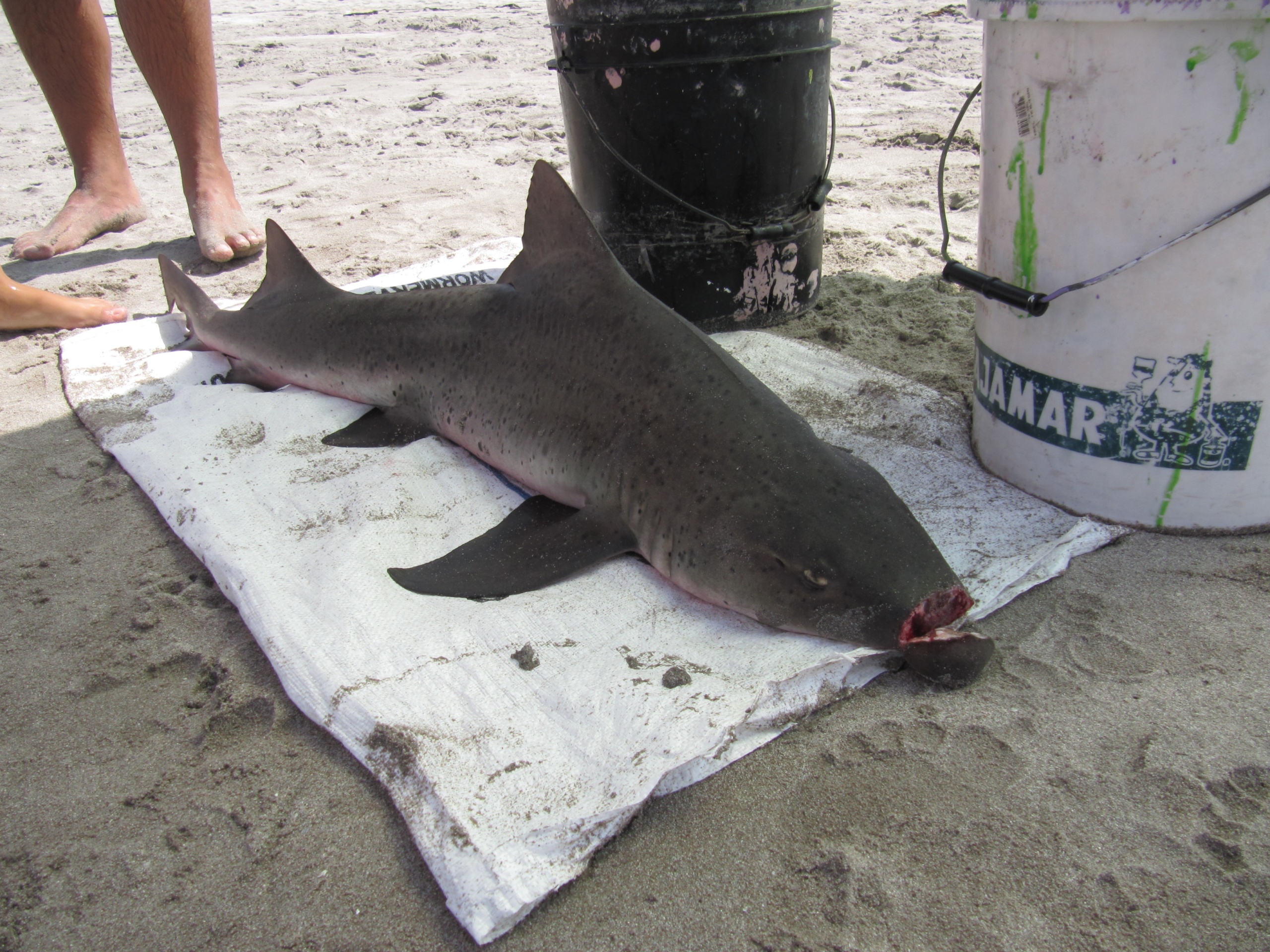 Por qué no como tollo