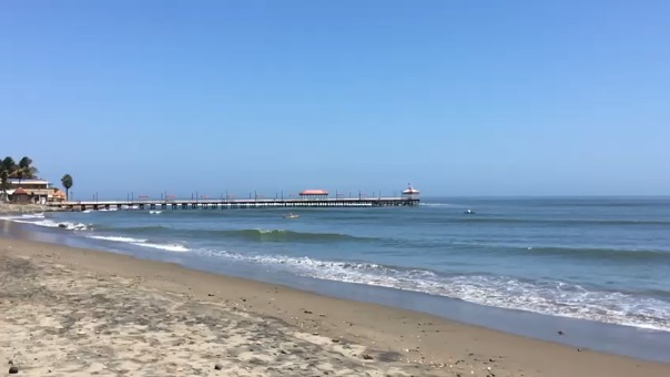La Libertad | Playas de Trujillo lucen limpias y con mayor presencia de especies marinas | RPP Noticias