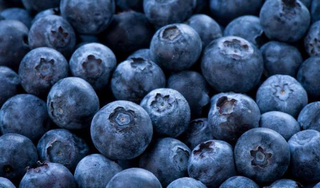 Control de plaga mantiene a La Libertad como principal exportador de arándanos