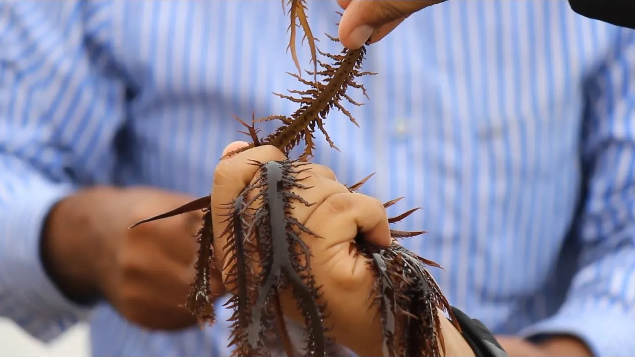 UCV presenta proyecto sostenible para proteger el yuyo del litoral de la región La Libertad.
