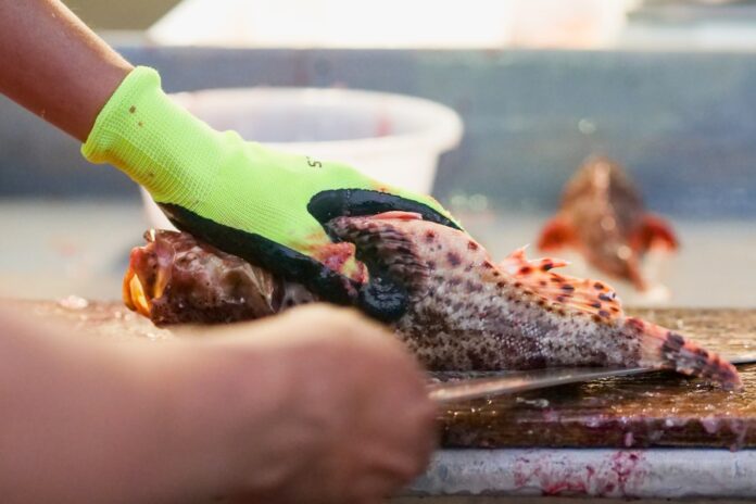 Renovarán infraestructura de las pesqueras artesanales Renovarán infraestructura de las pesqueras artesanales