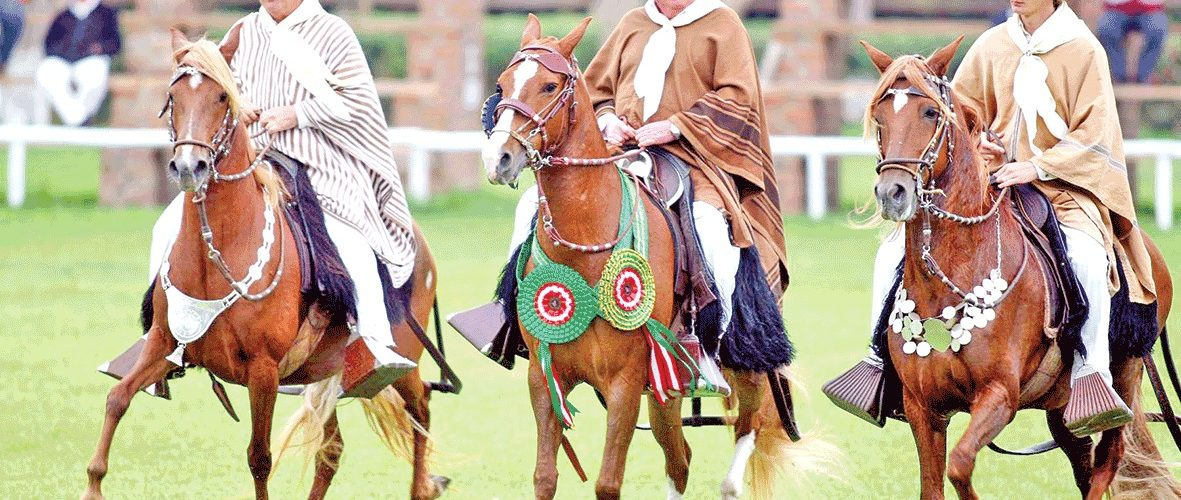 Caballos de paso engalanarán Piura – La Hora Caballos de paso engalanarán Piura – La Hora