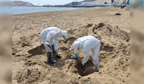 La Libertad: recomiendan cerrar playas debido a influenza aviar h5n1