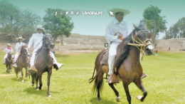 Caballo peruano de paso se lucirá en concurso Caballo peruano de paso se lucirá en concurso
