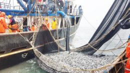 Suspenden pesca de anchoveta por exceso de juveniles