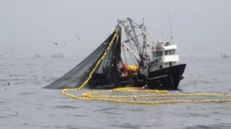 Suspenden pesca industrial de anchoveta en tres zonas marítimas por alta incidencia juvenil