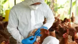 Alerta en Chepén: Nuevo Caso de Influenza Aviar Preocupa a Productores