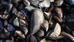 Descubrimiento Asombroso: Encuentran Choro Gigante en la Bahía de Corral Descubrimiento Asombroso: Encuentran Choro Gigante en la Bahía de Corral