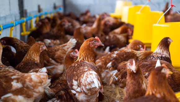 El Devastador Impacto de la Influenza Aviar en la Industria Avícola Nacional El Devastador Impacto de la Influenza Aviar en la Industria Avícola Nacional