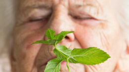 Descubrimiento Sorprendente: El Mentol Mejora la Cognición en Ratones con Alzheimer Descubrimiento Sorprendente: El Mentol Mejora la Cognición en Ratones con Alzheimer