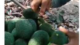 Documental sobre la Cosecha de Palta en Pacanguilla: Un Pilar Económico de Chepén Documental sobre la Cosecha de Palta en Pacanguilla: Un Pilar Económico de Chepén