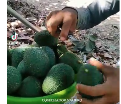 Documental sobre la Cosecha de Palta en Pacanguilla: Un Pilar Económico de Chepén