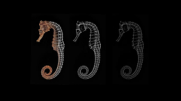 Radiografías como Arte: La Exposición de Nelson Kcomt Radiografías como Arte: La Exposición de Nelson Kcomt