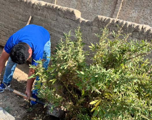 Descubren planta de marihuana en balneario de El Milagro