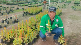 Chepén Recibe 2,000 Plantones para un Futuro Verde