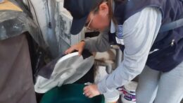 Prevención del dengue: Acciones en La Libertad y Pacasmayo