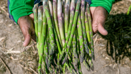 La Innovación y Éxito de Cerro Prieto en el Espárrago