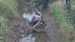 Crimen en Chepén: Asesinato de Colombiano Impacta Comuna