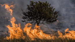 Incendio forestal en Jequetepeque: Respuesta eficaz