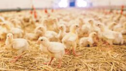 Inversión de Tecavi en Pacasmayo: Mejoras en Planta