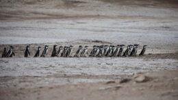 Crisis de aves de guano en Perú: Población disminuye un 75%
