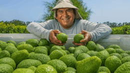 Agroexportadoras en La Libertad: Impacto en Impuestos y Desigualdad