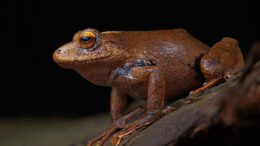 Descubren tres nuevas especies de ranas en los Andes peruanos