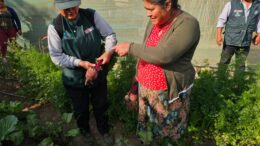 Biohuertos Familiares: Cosecha Sostenible en Jequetepeque