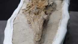 Fósil de delfín de 10 millones de años hallado en Perú