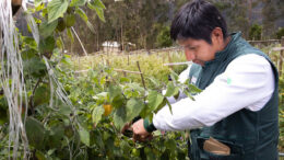 Rescatando aguaymanto en Jequetepeque