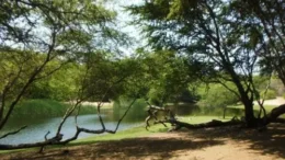 Reforestación de algarrobos en El Cañoncillo