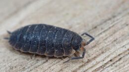 Récord histórico: Perú exporta US,729 millones en agosto