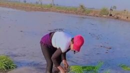 Mujeres del valle Jequetepeque: fortaleza y dedicación