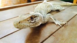 El Ceviche de Lagartija ‘Cañan’ en el Norte de Perú