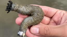 El Ancoco en Pacasmayo: Ecosistema y Gastronomía