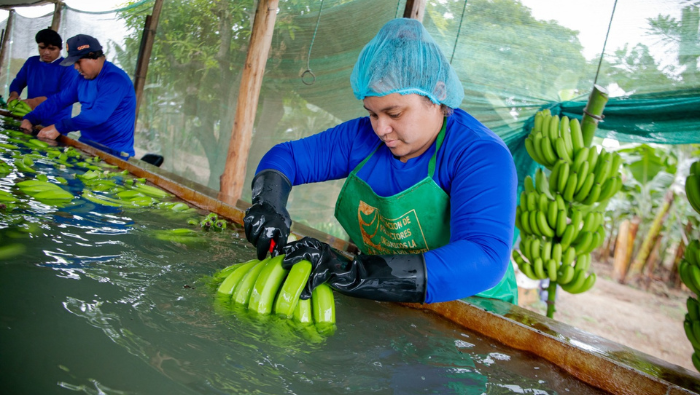 Aumento de producción de banano orgánico en La Libertad: 100 contenedores anuales a Europa