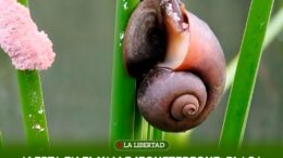 Plaga de caracoles manzano en arroz de Jequetepeque Plaga de caracoles manzano en arroz de Jequetepeque