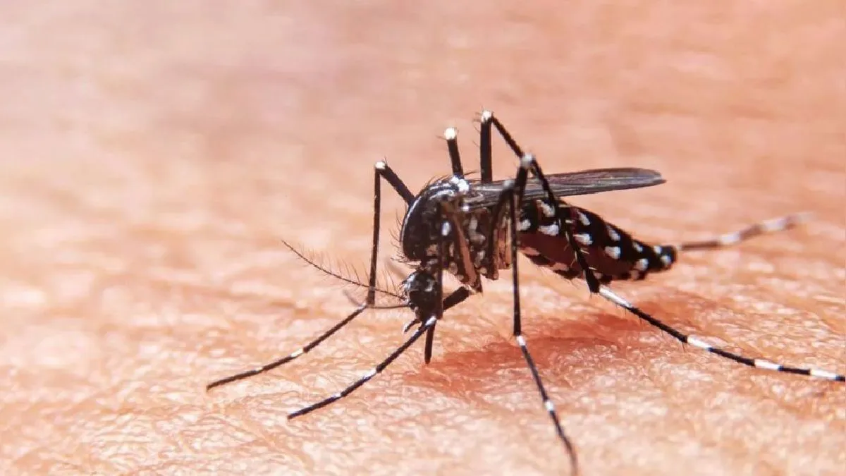 Dengue en Pacasmayo: 193 casos reportados